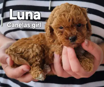 Shihtzu/Poodle Puppies, View more