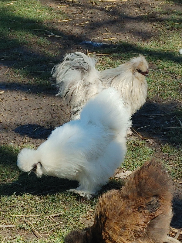 Bearded silkie chicken hatching eggs in Livestock in Winnipeg - Image 2