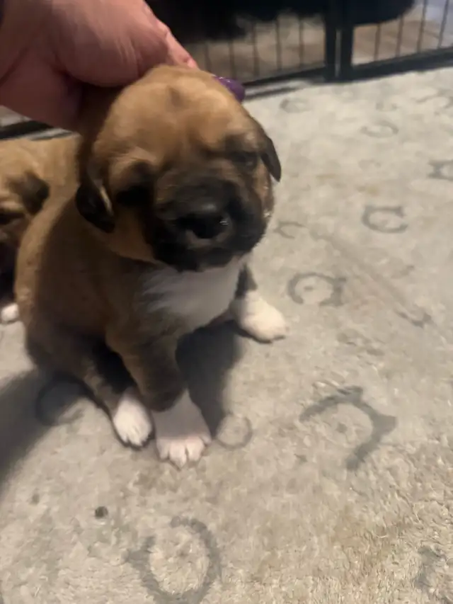 St.bernard/great pyrenees puppies for sale in Dogs & Puppies for Rehoming in Brantford - Image 4