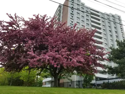 2-Bedroom Oasis: Experience relaxing living in this spacious 1,200 sq. ft. condo unit, perfectly sit...