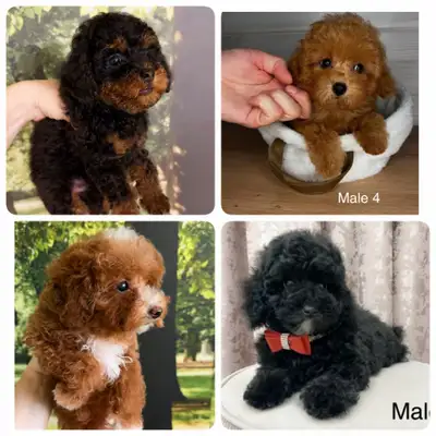 Pure Tiny Toy poodle registered parents, View more