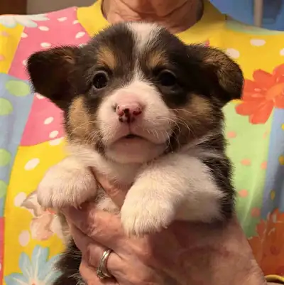Corgi Pups, View more