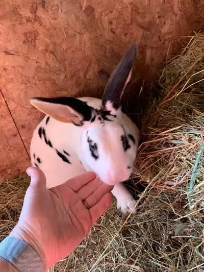 Lapin rex standard pure race mâle, View more