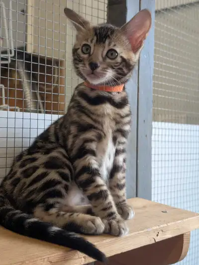 TICA Quality Bengal kittens, View more