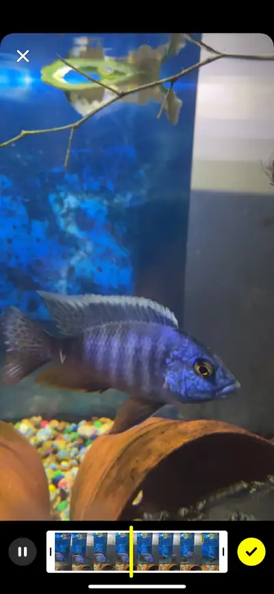 Blue Peacock Cichlid Males, View more