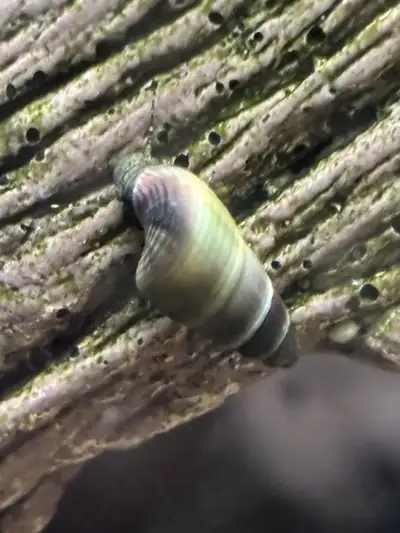 Rabbit snail, View more