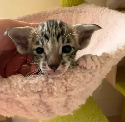 Chatons orientaux deux femelles et trois mâles seront prêt à quitter le 16 juillet. Ils seront vacci...