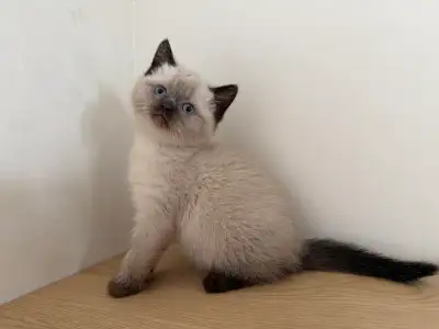 British shorthair kitten mix, View more