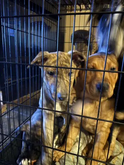 Four females left Mom is a pity lab. Dad is golden retriever German Shepherd. They were born Christm...