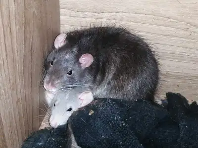 rat dumbo tout ages 50$ch 2 pour 90$, View more