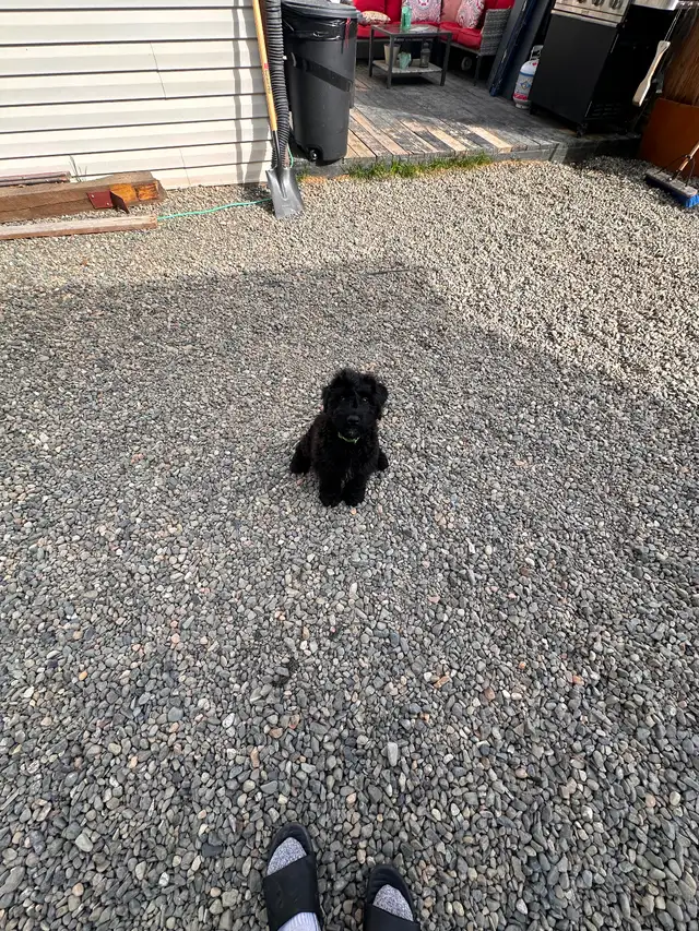 Male Bouvier puppy for sale non shedding  1500 in Dogs & Puppies for Rehoming in Whitehorse - Image 8