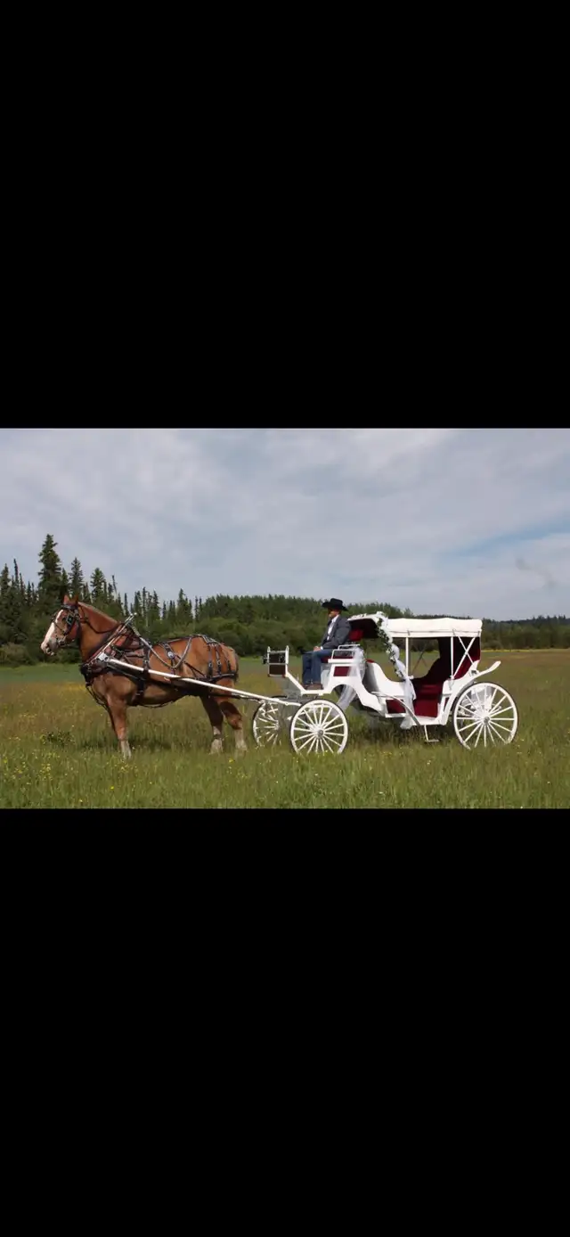 wedding carriage in Equestrian & Livestock Accessories in Dawson Creek - Image 5