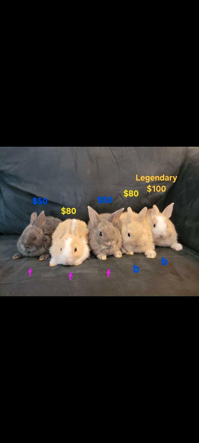 1.5m white / beige baby bunny rabbit bunnies rabbits pet in Small Animals for Rehoming in City of Toronto - Image 2