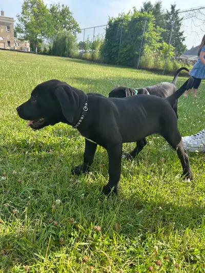 Pure Bred Cane Corso puppies, View more
