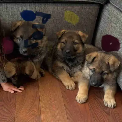 3 puppies left ! 3 beautiful German Sheppard puppies ! 2 girls 1 boy left. Pink collar - FEMALE - Ar...