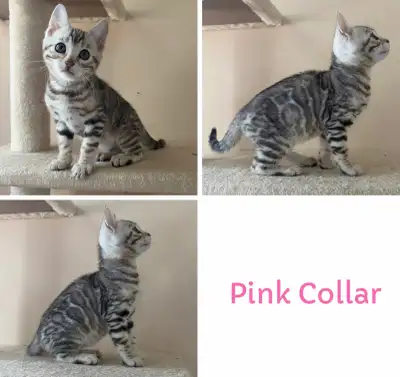 TICA Registered Bengal Kittens, View more