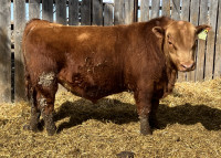 Registered Black and Red Angus Bulls