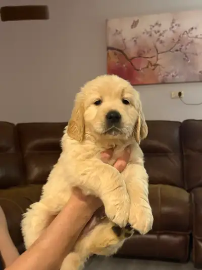 Golden Retriever Puppies, View more