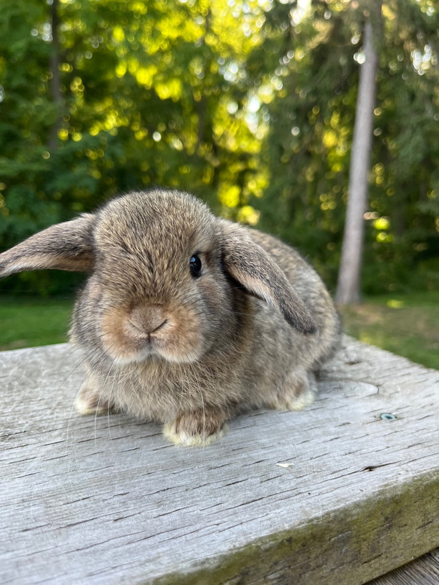 Chestnut Holland lop baby bunny in Small Animals for Rehoming in Woodstock - Image 4