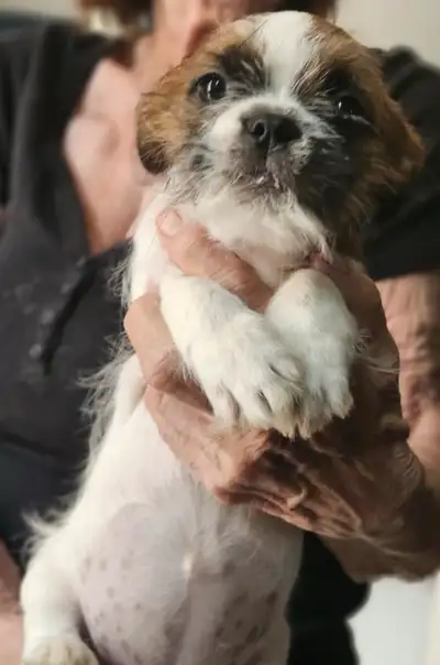 Adorable - Jack Russell/Boston Terrier 12 weeks old With shots Trained