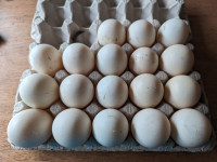 DUCK EGGS FOR HATCHING