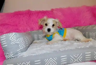 Yorkie terrier mixe, View more