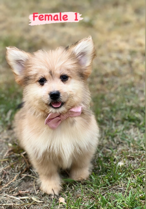 Pomeranian x poodle puppies for sale Dogs & Puppies for Rehoming