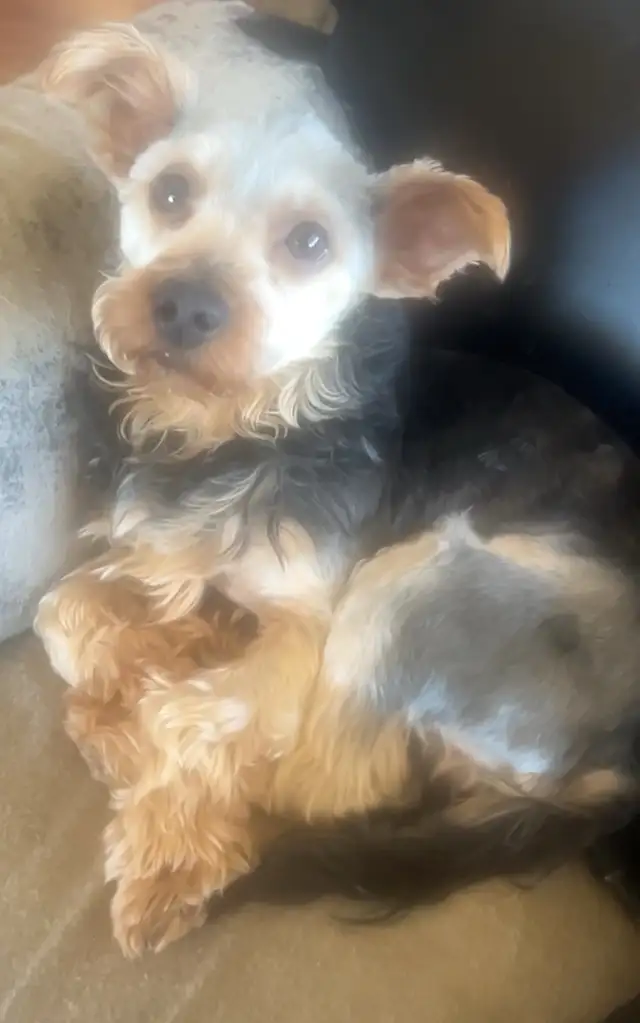 Yorkshire terrier cross puppies! in Dogs & Puppies for Rehoming in Edmonton - Image 8