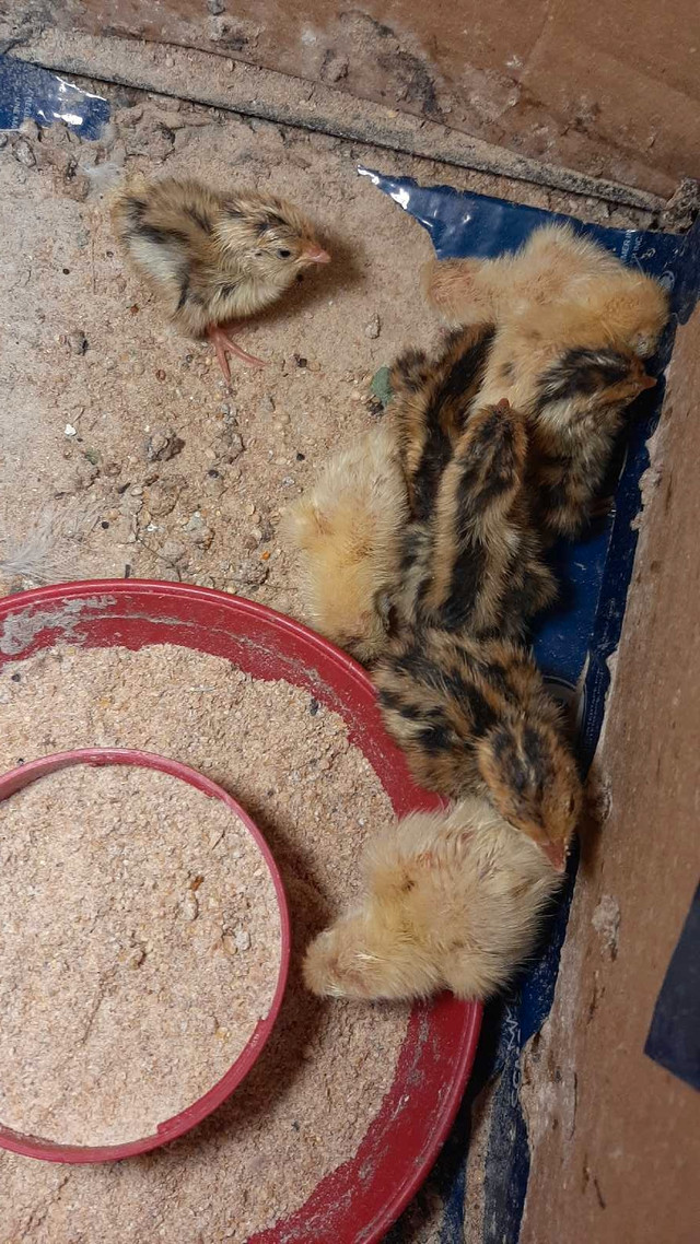 day old jumbo quails for sale  in Livestock in City of Toronto