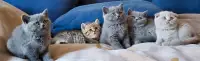 Purebred British shorthair kittens for sale.