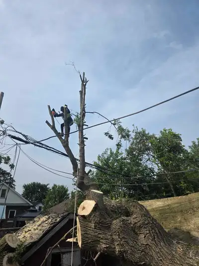 Tree Removal Services - Free Quote - 2892005156, View more