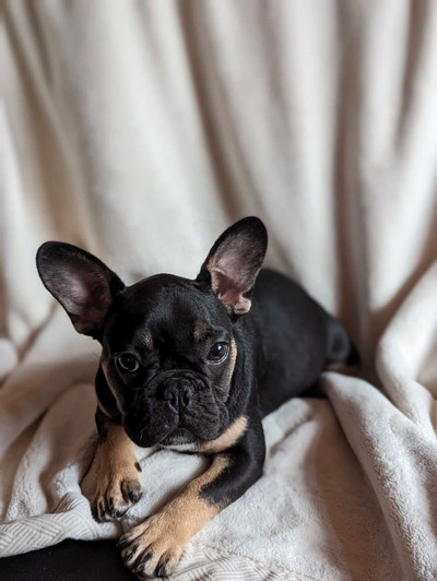 Fully vaccinated Black & tan female french bulldog puppy
