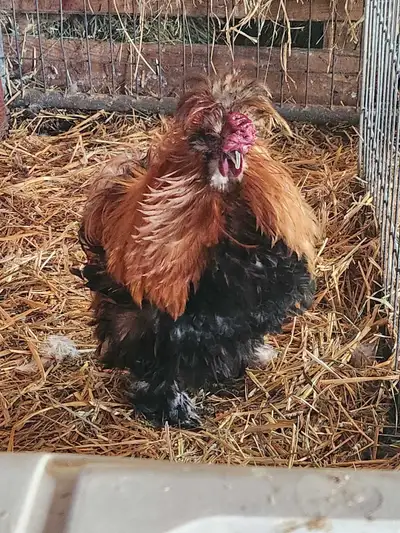 Frizzle Partridge Coloured Silkie, View more