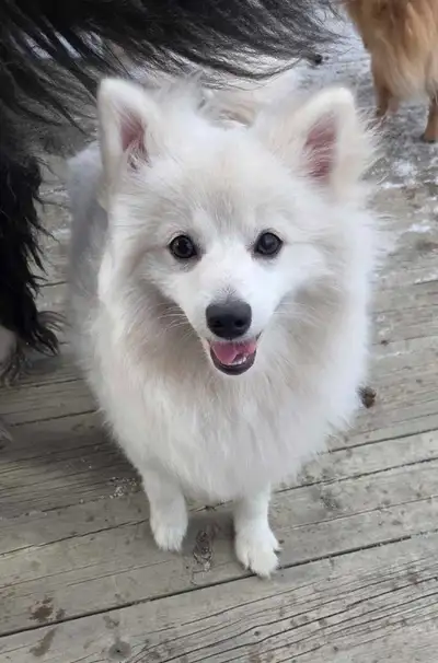 Pomeranian puppy , View more