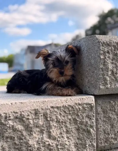Yorkie puppies , View more