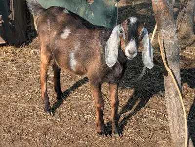 year old Nubian Goat bucks , View more