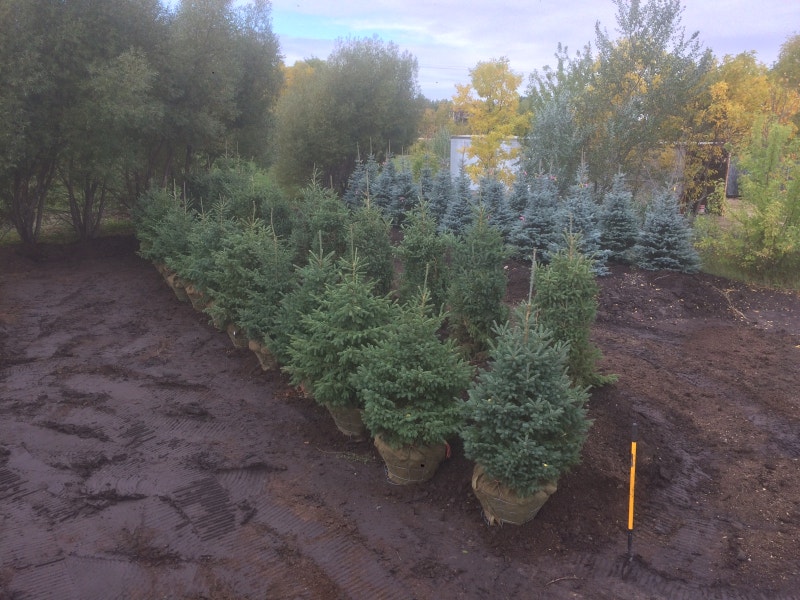 Trees for sale Plants, Fertilizer & Soil Winnipeg Kijiji