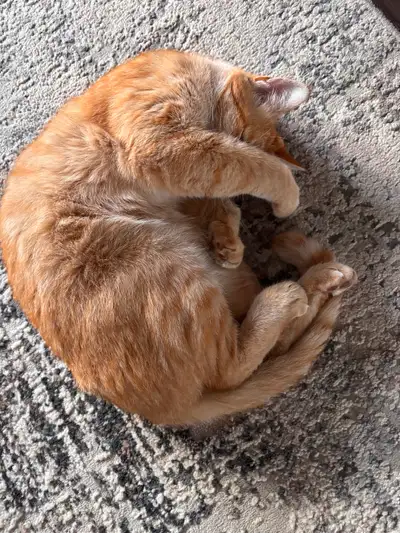 orange tabby, View more