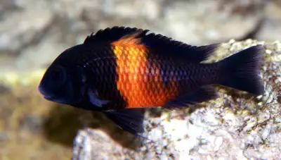 This is a stunning Tropheus species with its brilliant orange band and black tail and head. 1st Phot...