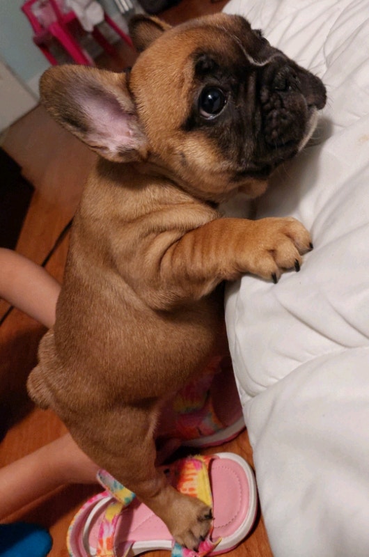 PREMIUM! Registered French Bulldogs Dogs & Puppies for Rehoming