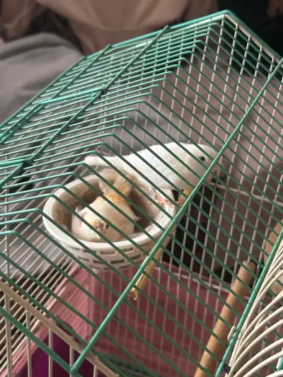2 canary birds with cage., View more