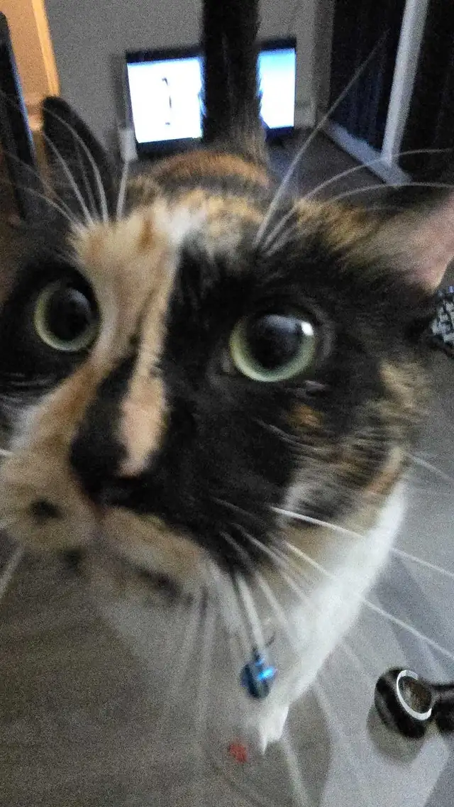 Furniture Assembly 64840292230146120