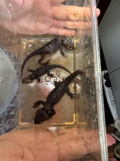 Red eyed Crocodile Skinks, View more