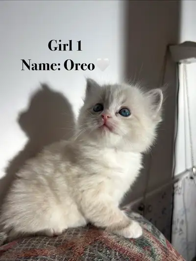 Vet-Certified Ragdoll Kittens - Looking For Loving Homes, View more