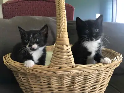 rescue kittens ❤️, View more