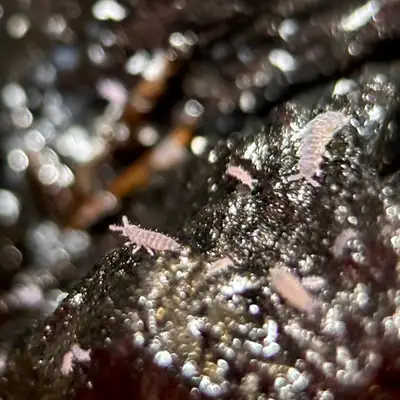 Ceratophysella sp. “Lilac Springtails”, View more