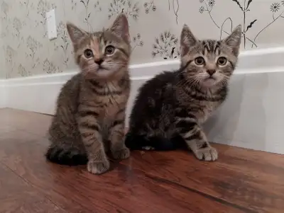 Healthy, playful kittens, View more
