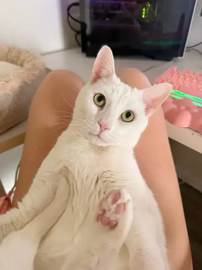 Male Cat for Sale, View more