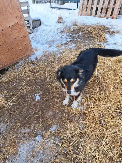 I have a 3 year old Australian shepherd for sale. She's had one litter of puppies, and was a good mo...