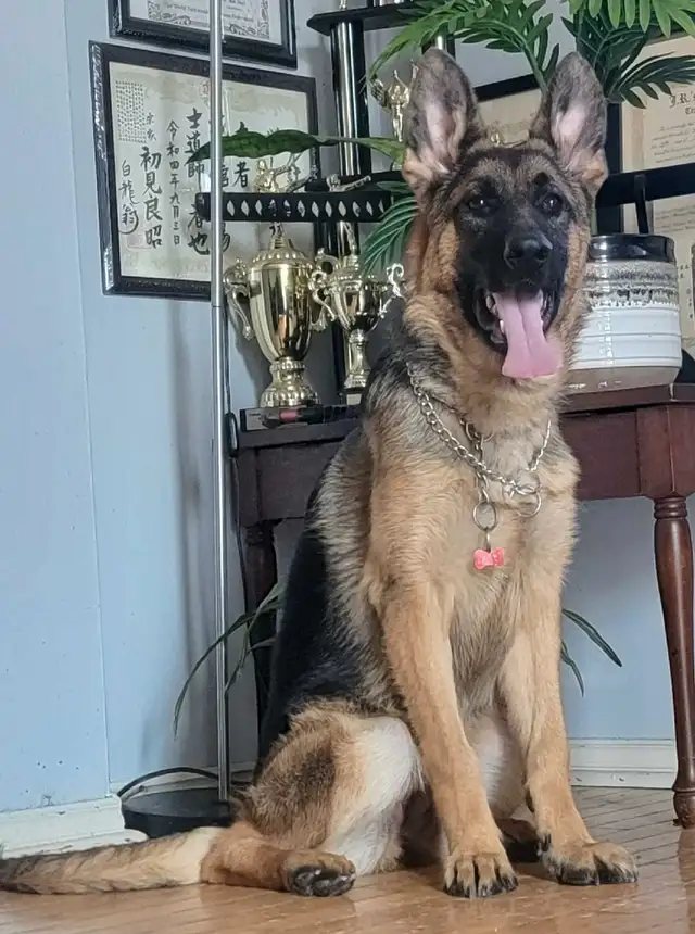 Available! CKC Female German Shepherd in Dogs & Puppies for Rehoming in Hamilton - Image 3